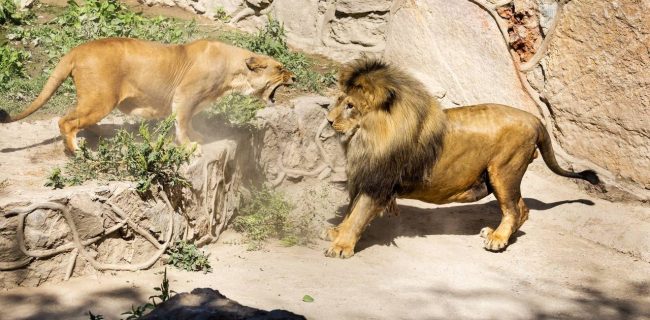 В Ташкентском зоопарке могут продолжить род капских львов