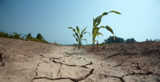 Сильная жара и засуха: на мир обрушится климатический ужас