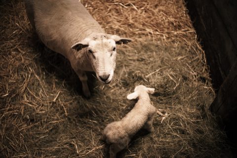 «Куриные клещи и овечьи блохи»: в городах предложили запретить держать скот