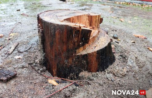 Президент отклонил закон с новыми штрафами за вырубку деревьев: проект отправили на доработку