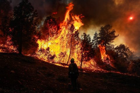 В России два узбекистанца нечаянно подожгли лес