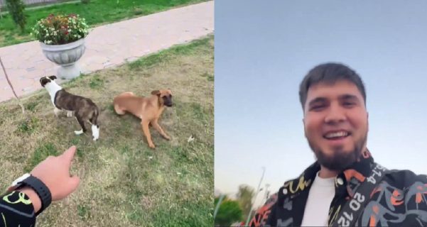 Блогер-борец с рекламой нижнего белья начал издеваться над собаками — видео