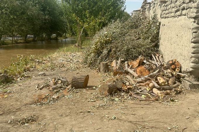 В Бухаре вдоль канала срубили сотню деревьев