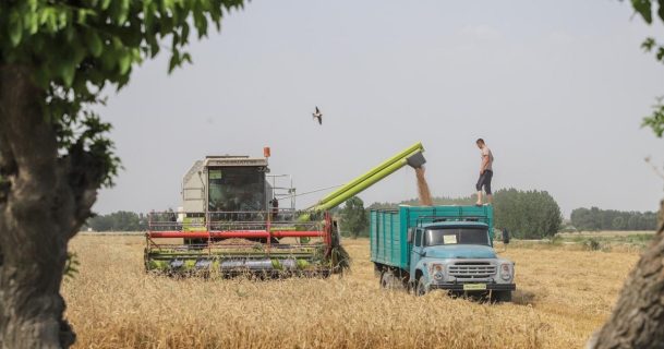 Узбекистан обогнал Украину в рейтинге урожайности зерна