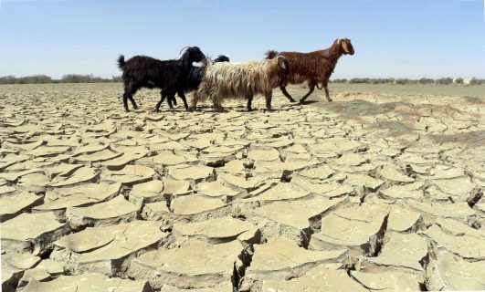 Шавкат Мирзиёев затронул проблему нехватки воды в Центральной Азии