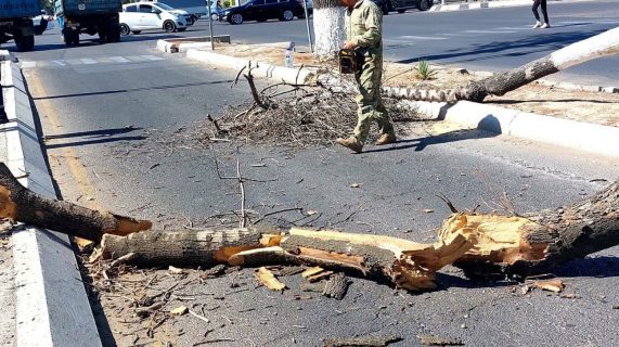 Генпрокуратура разберется в вырубке десятков деревьев в Ташкенте