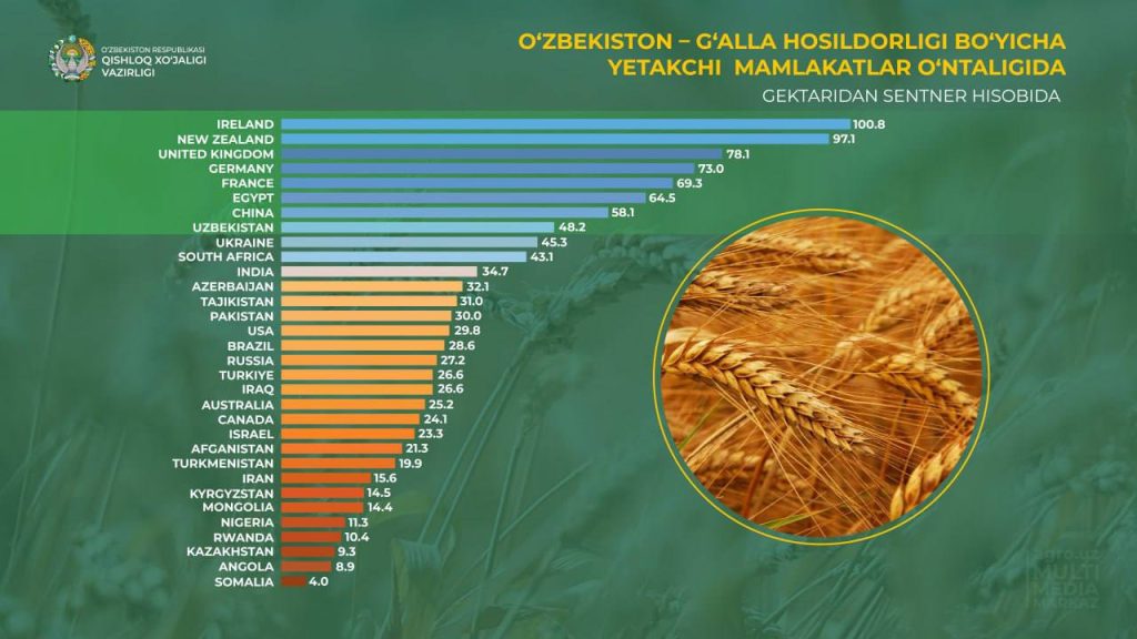 Узбекистан обогнал Украину в рейтинге урожайности зерна