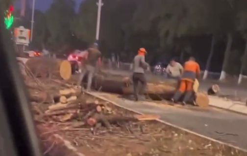 В Ташкенте срубили десятки многолетних деревьев — видео