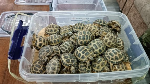 Из Узбекистана пытались вывезти 80 краснокнижных черепах
