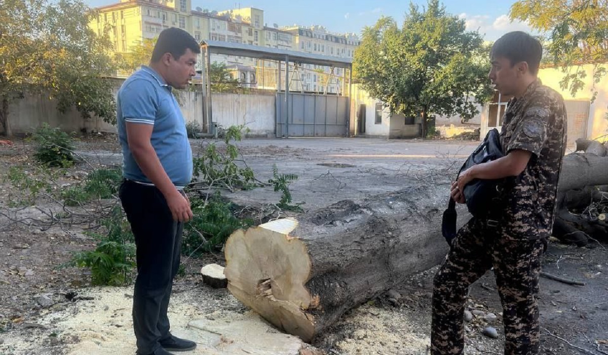 Жителю Ташкента не понравилось дерево и он решил его уничтожить