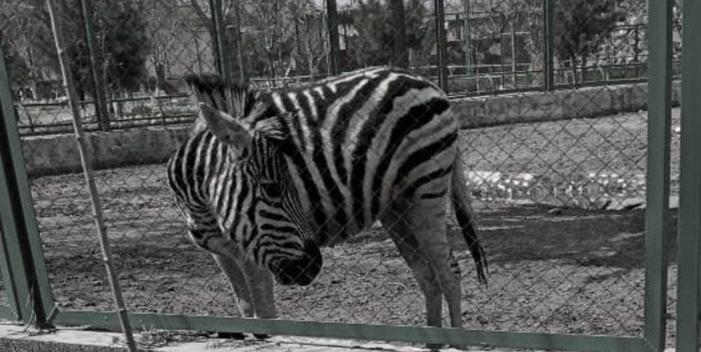 В зоопарке Ферганы скончалась зебра