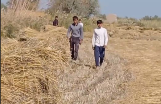 В Хорезме девятиклассников отправили собирать рис на поле