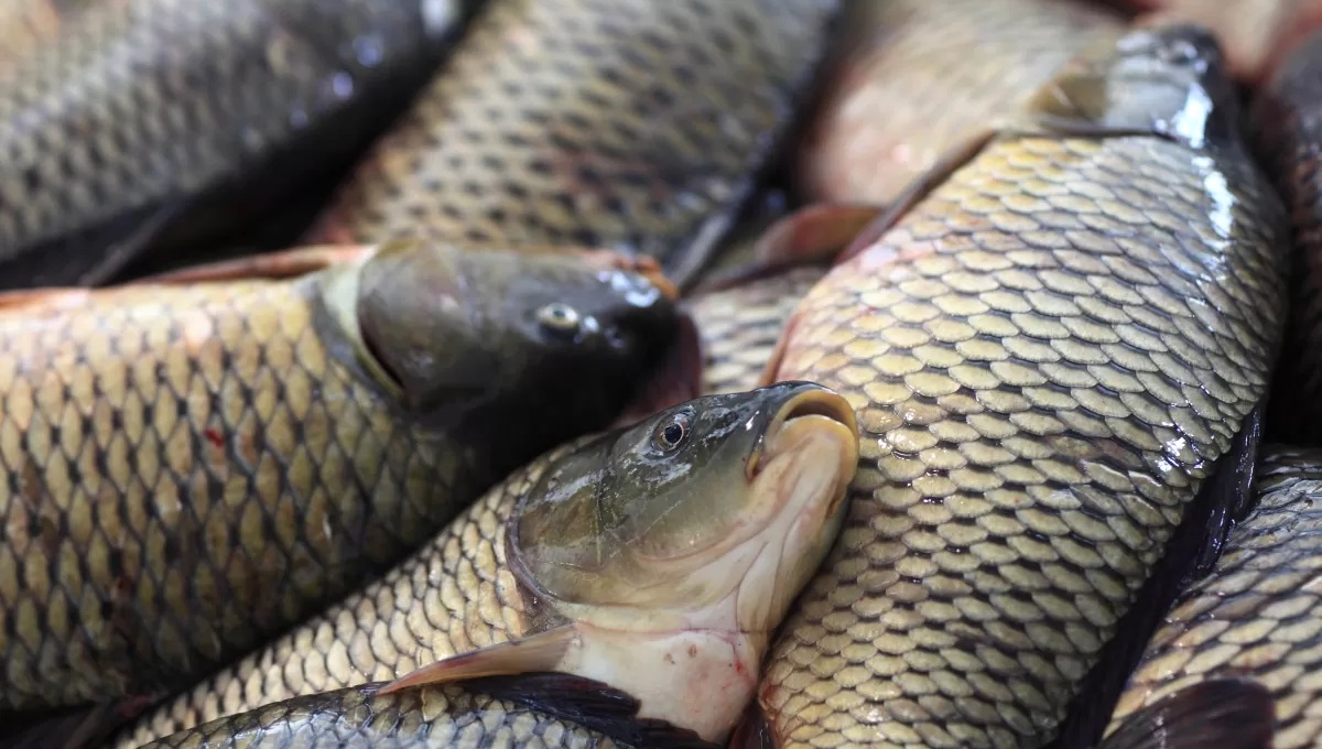 Паразиты в рыбе: в СЭС выступили с обращением по поводу описторхоза