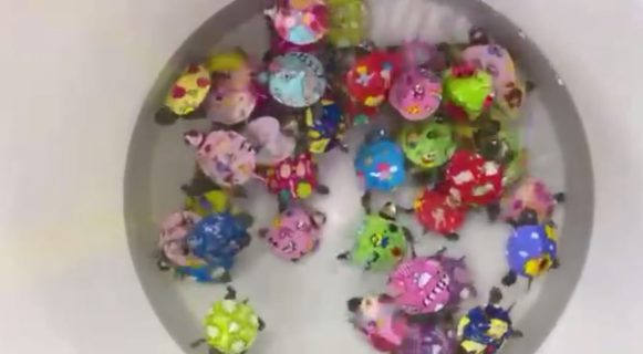 В Ташкенте опять начали продавать окрашенных животных ради детской забавы — видео