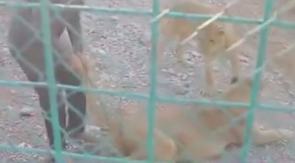 В Ташкентской области мужчина потаскал на видео льва за хвост