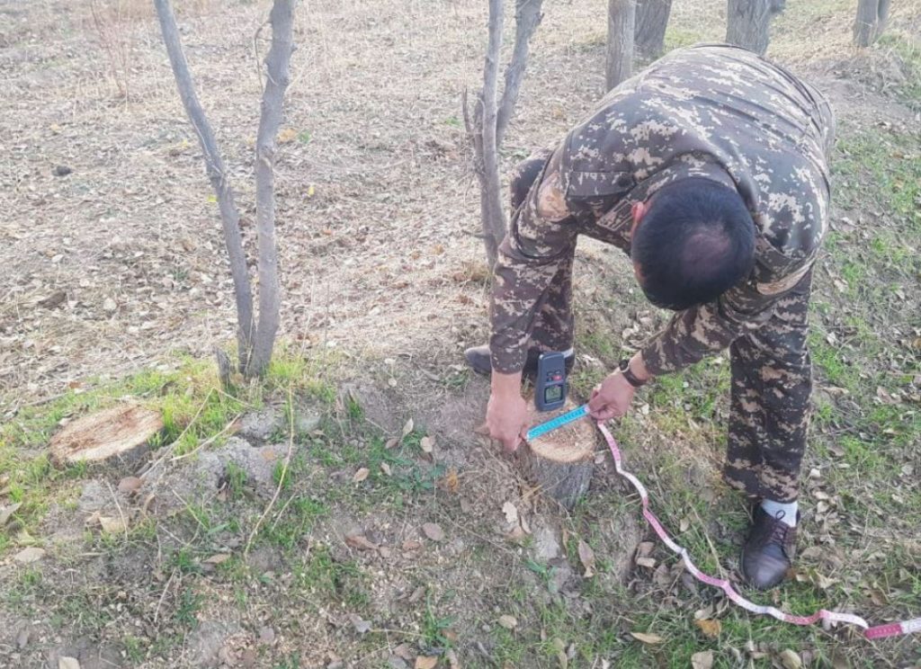 В Кашкадарье местный житель нарубил десятки деревьев 1 В Кашкадарье местный житель нарубил десятки деревьев