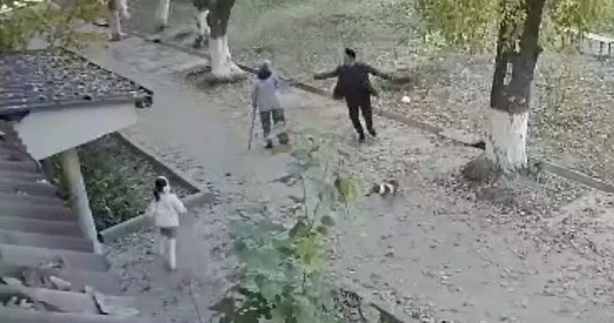 В Ташкенте мужчина напал на собаку и отобрал костыль у пожилой женщины — видео