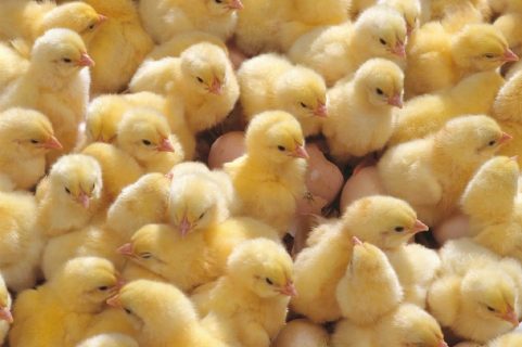 В Узбекистане хотят снизить себестоимость куриного мяса