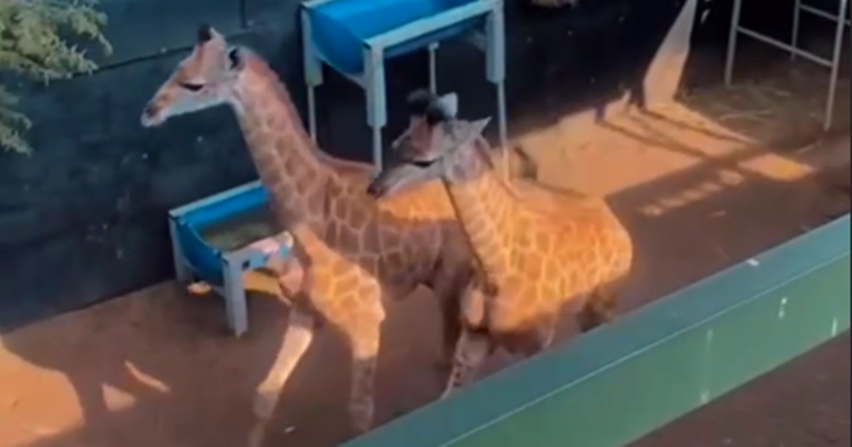 В зоопарке Ташкента снова появились жирафы — видео