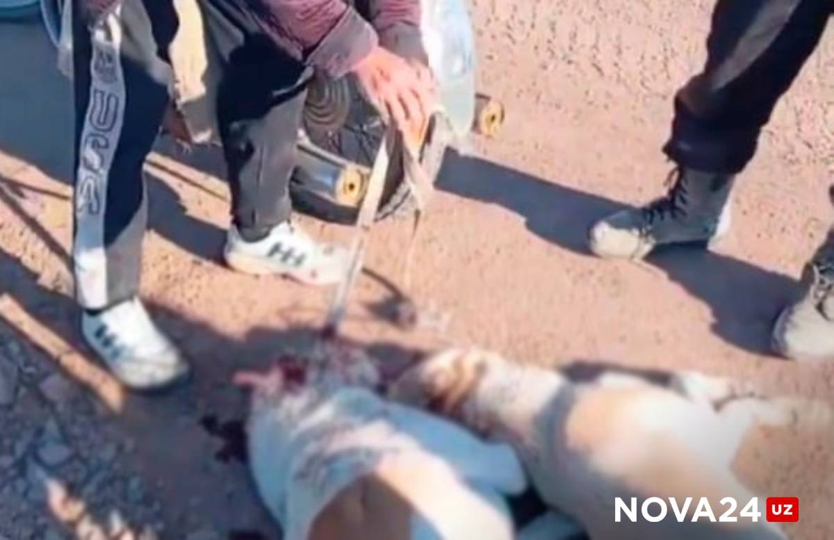 В Зарафшане неизвестные жестоко забили двух собак: правоохранители «разводят руками»