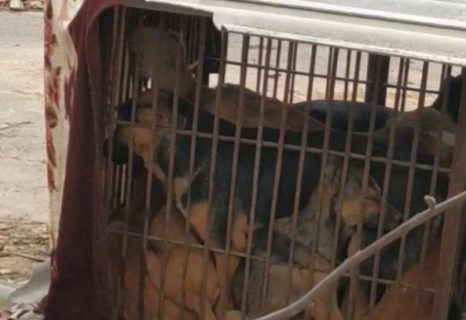 В Чирчике сотрудники благоустройства создали концлагерь для собак — видео
