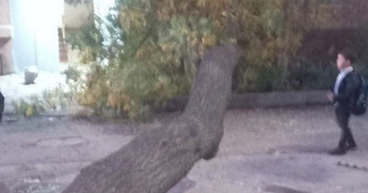 В Ташкенте рухнуло дерево в жилом дворе — фото