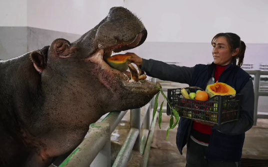 Ташкентский зоопарк начал регулярно проводить показательное кормление животных