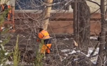 В центре Ташкента вырубили восемь больных и сухих деревьев