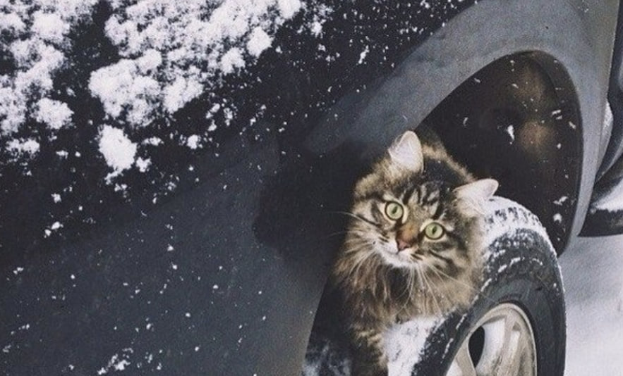 Хокимият Ташкента призвал жителей заботиться о животных во время холодов