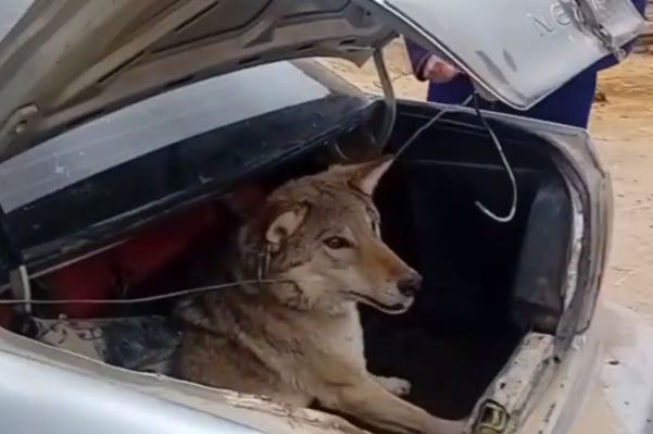 В Узбекистане мужчины заковали в цепи волка и возили его в багажнике Nexia — видео