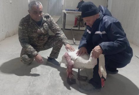 В Бухарской области спасли раненого лебедя