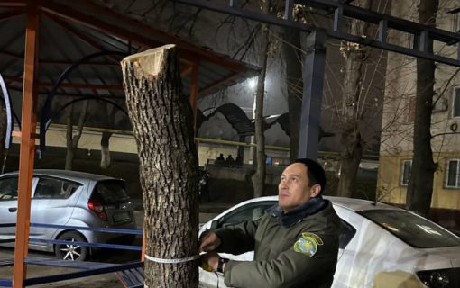 В Ташкенте ради навесов для машин деревья превратили в огрызки