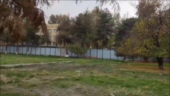 В Ташкенте могут вырубить десятки деревьев из-за строительства новостройки — видео