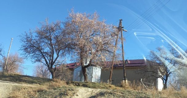 Зима в Узбекистане: за неделю до Нового года зацвели деревья