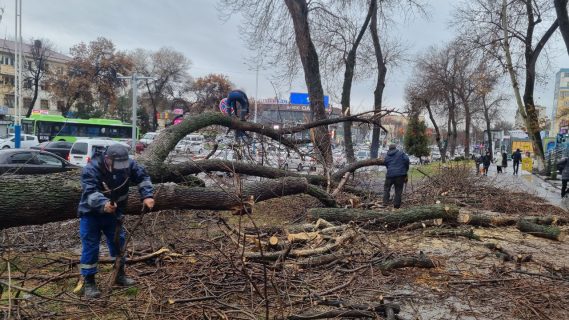 В Ташкенте на проезжую часть рухнуло дерево