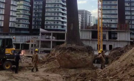 В Ташкенте из-за стройки решили пересадить многолетнее дерево, превратив его в огрызок — видео