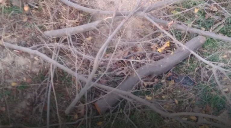 В Кашкадарье помощник хокима незаконно вырубал деревья и кустарники