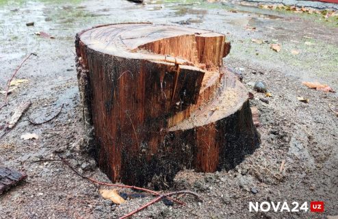 Управление экологии Ташобласти выдало разрешения на вырубку 659 деревьев