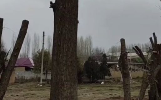 Активисты показали, как Ташобласть засаживают многолетними деревьями из Ташкента — видео