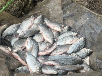 В Ташобласти рыбаков поймали на незаконном рыболовстве
