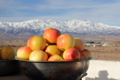 В Узбекистане взлетели цены на мандарины и яблоки