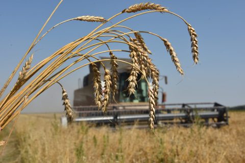 Узбекистан собрал невиданное количество хлопка и зерна
