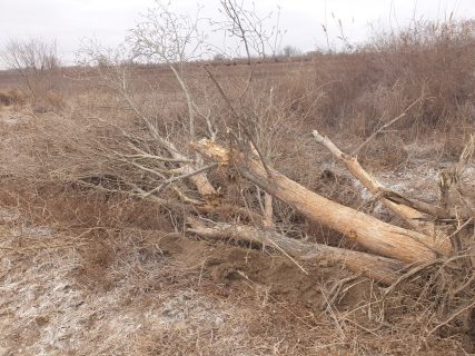 В Хорезме фермер нарубил десятки деревьев