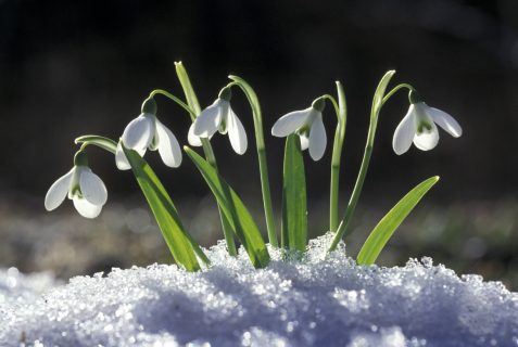 Холод и снег: погода на 1 марта