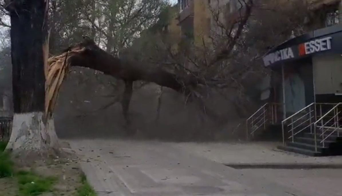 В Ташкенте массово падают деревья — видео