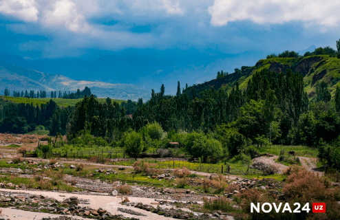 На восстановление лесных ландшафтов Узбекистана потратят 205 млн долларов