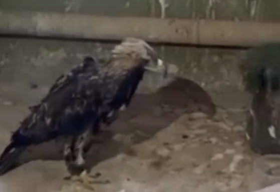 В Ташкенте мужчина хотел незаконно продать степного орлана на базаре — видео