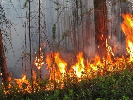 В Узбекистане начнут наказывать за нарушение, привлекшее к возгоранию в лесах