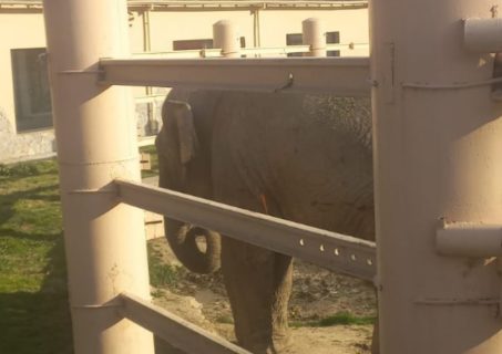В Ташкентском зоопарке слона накормили пустой пачкой от сухариков
