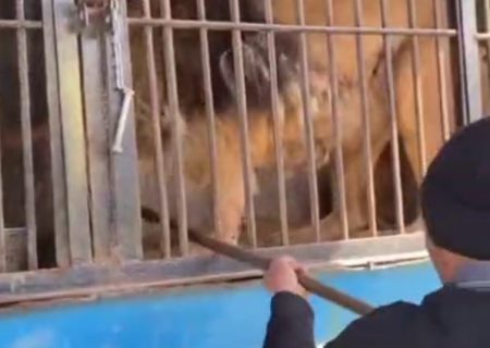 В Навои передвижной зоопарк держит животных в ужасных условиях — видео